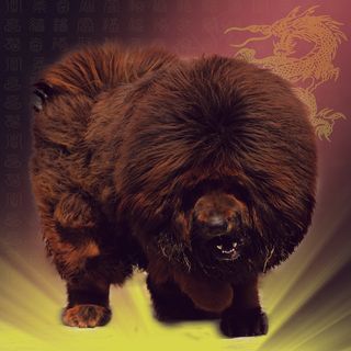 铁包金藏獒图片