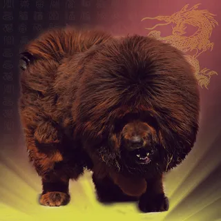 铁包金藏獒图片