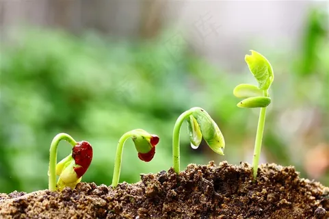 绿芽高清素材下载 绿芽高清素材下载