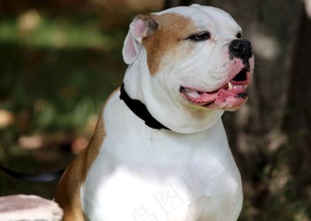 纯种英国斗牛犬图片 纯种英国斗牛犬图片