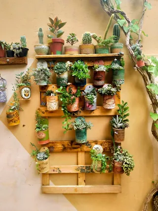 绿色仙人掌仙人球摄影素材