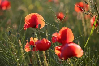 开放红色罂粟花摄影图片