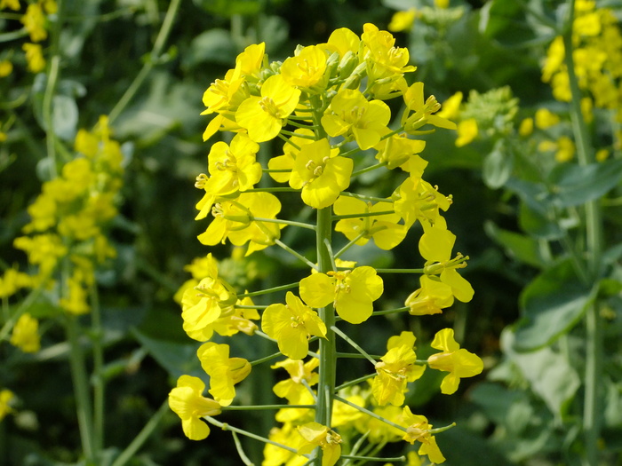 油菜花高清图片素材下载
