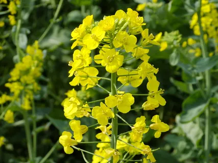 油菜花高清图片素材下载 油菜花高清图片素材下载