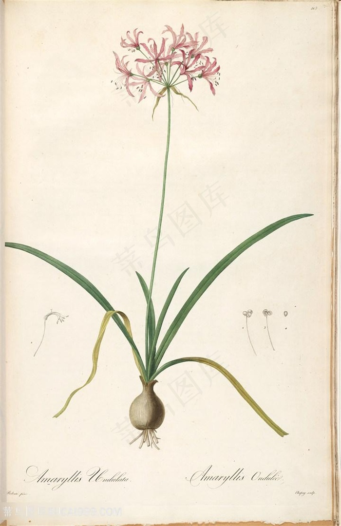 雷杜德原版高清唯美花卉唯美插画