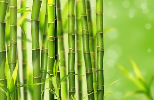 翠绿的竹子高清图片 翠绿的竹子高清图片