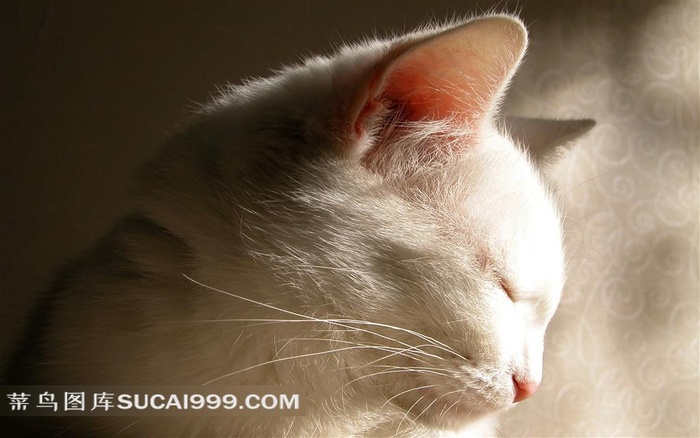 漂亮的小猫摄影图素材