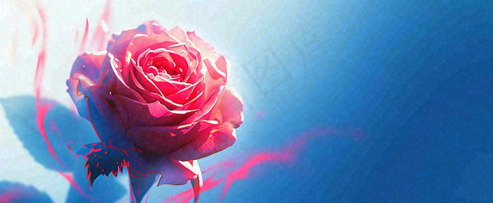 红玫瑰蓝色天空白云唯美，鲜花