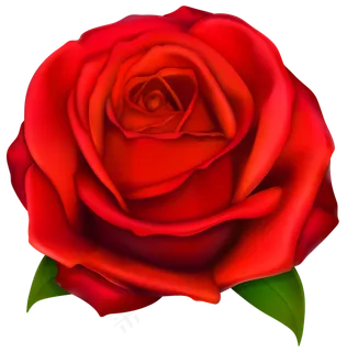 玫瑰 红色 红玫瑰 玫瑰花 花朵 鲜花特写 免抠 玫瑰 红色 红玫瑰 玫瑰花 花朵 鲜花特写 免抠