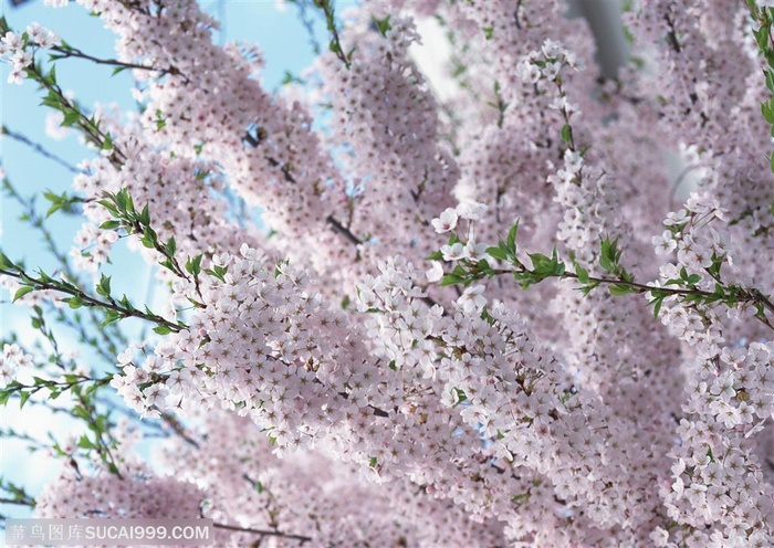 日本樱花高清图片