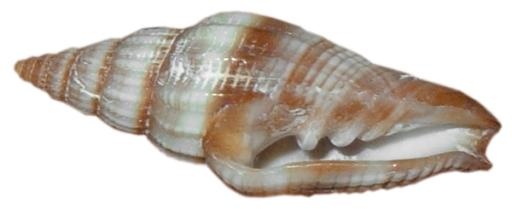 贝壳 PNG免抠(600x245)