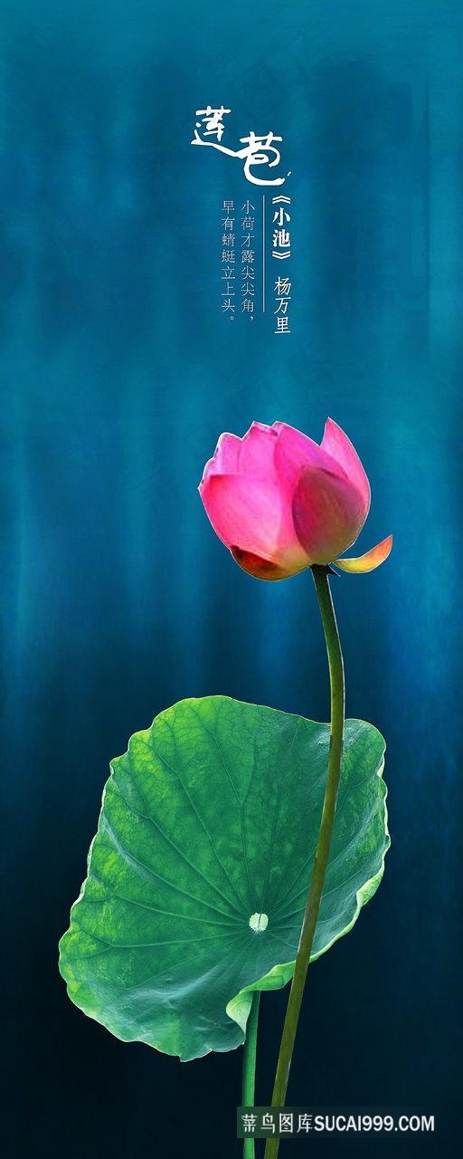 莲花唯美艺术插画