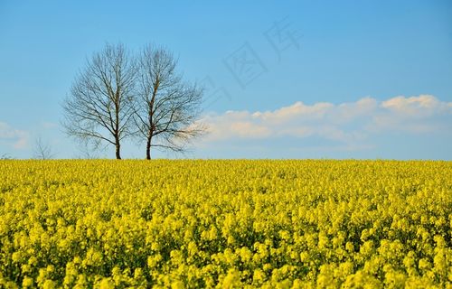 蓝天下油菜花田图片