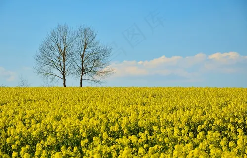 蓝天下油菜花田图片