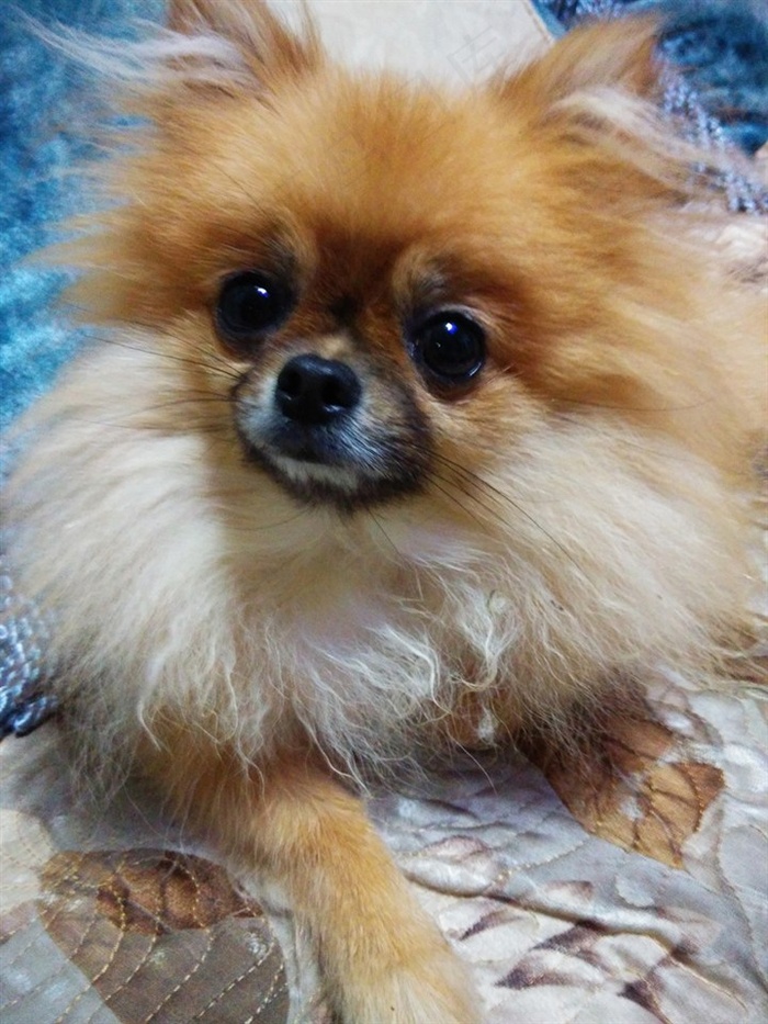 超级好看超级萌的狗狗