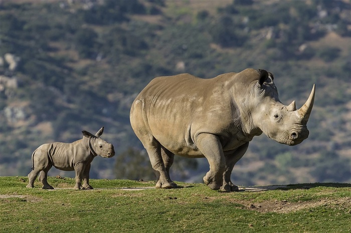 大犀牛和小犀牛
