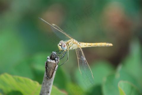 坐在树枝上的蜻蜓