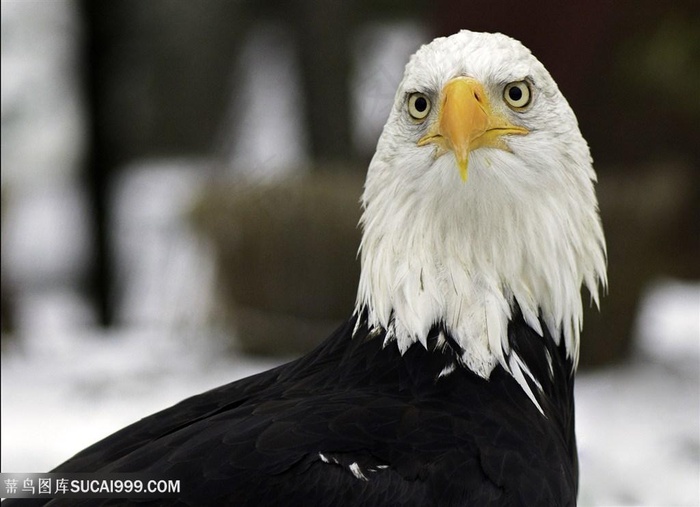 白色头部羽毛老鹰图片