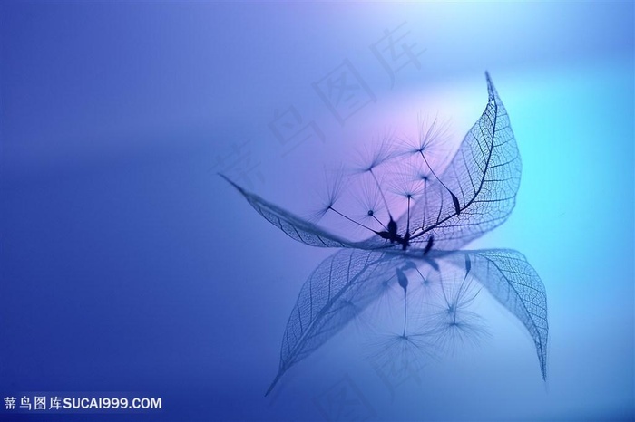 唯美梦幻树叶蒲公英静态摄影鲜花图片