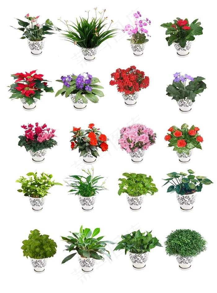 花卉花盆绿植
