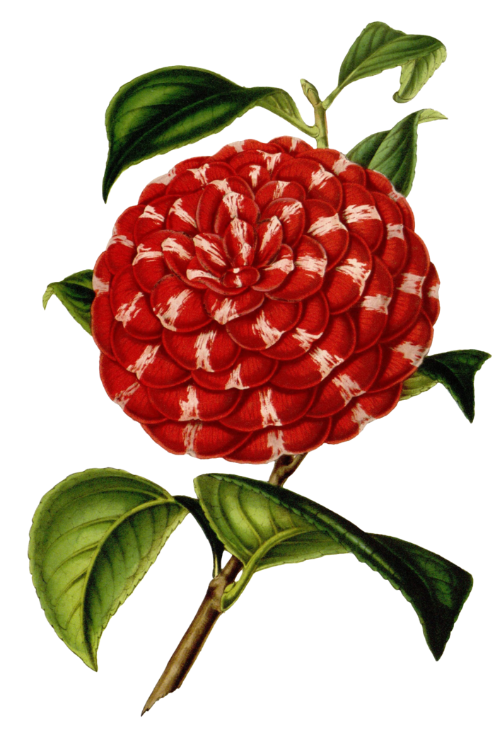 复古手绘植物花卉插画 免抠