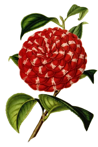 复古手绘植物花卉插画 免抠