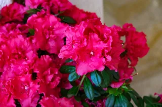 红艳艳杜鹃花图片