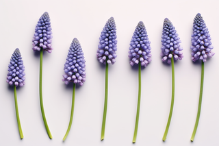 紫色葡萄风信子花摄影图