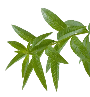 免抠图马鞭草 免抠图马鞭草