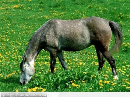 绿草花丛中的灰马