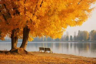 秋天湖边树下的座椅摄影图