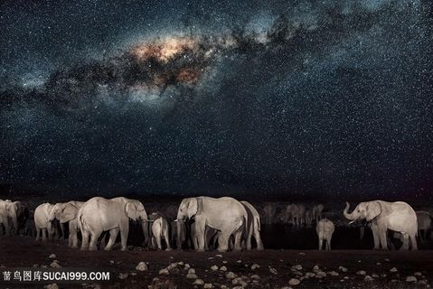 星空下一群泰国大象图片
