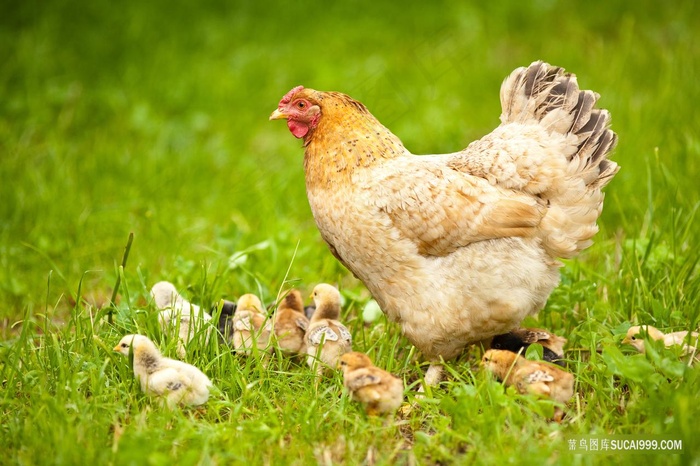 老母鸡和一群小鸡仔