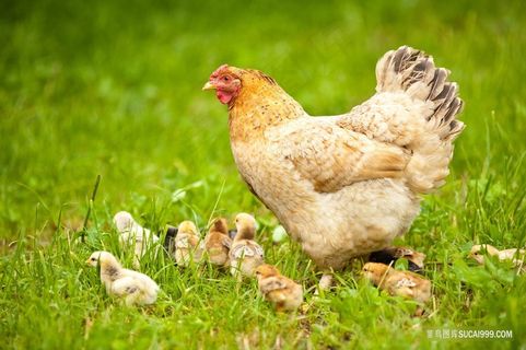 老母鸡和一群小鸡仔