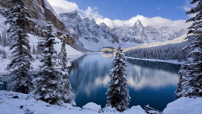 雪山树林 