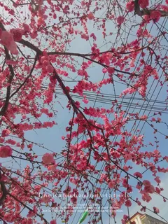 春天的花。 春天的花。