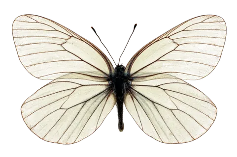 蝴蝶 彩蝶 花蝴蝶 动物 昆虫 免抠