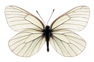 蝴蝶 彩蝶 花蝴蝶 动物 昆虫 免抠