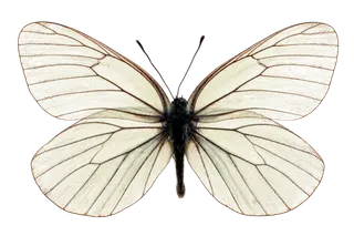 蝴蝶 彩蝶 花蝴蝶 动物 昆虫 免抠