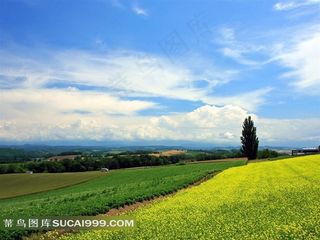 蓝天白云下 绿地田园风光 图片