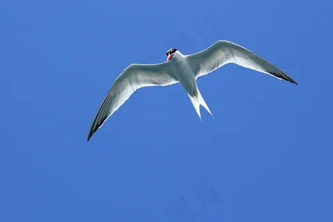 海鸥展翅高飞图片 海鸥展翅高飞图片