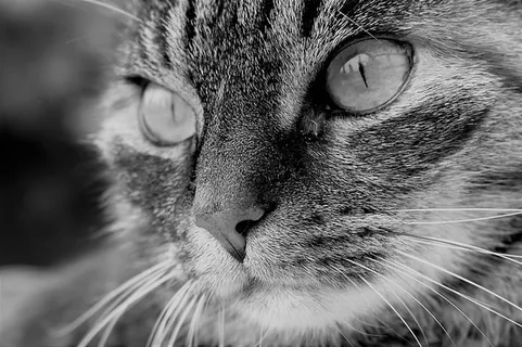 可爱猫咪 动物 素材 奶萌 (118) 可爱猫咪 动物 素材 奶萌 (118)