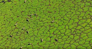 春天一片生机盎然