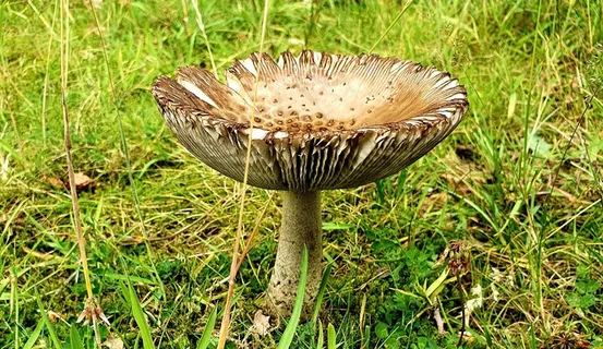 菌菇野蘑菇图片