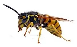 黄蜂 PNG免抠(250x154)