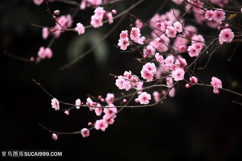 高清枝头梅花鲜花图片