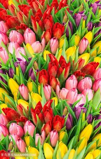 高清唯美五颜六色郁金香鲜花图片