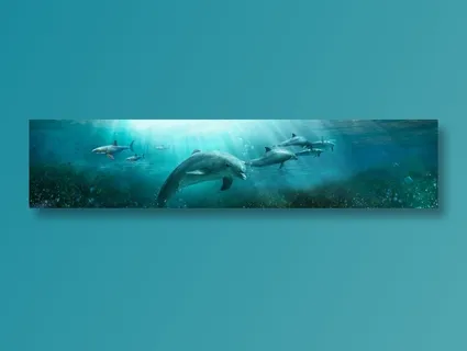 海, 海豚, 海洋, 照相馆, 照片, 鱼 海, 海豚, 海洋, 照相馆, 照片, 鱼