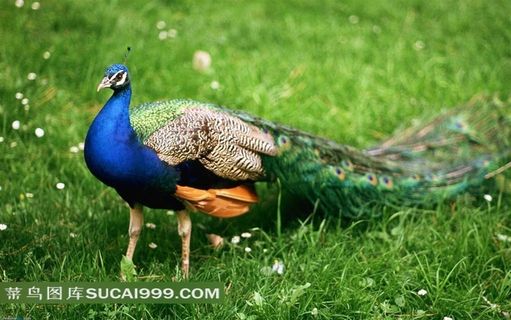 草地上的精美孔雀素材