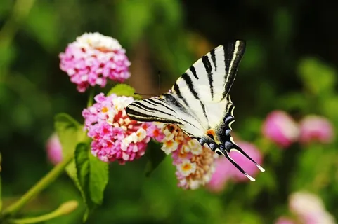 黑白条纹蝴蝶图片 黑白条纹蝴蝶图片